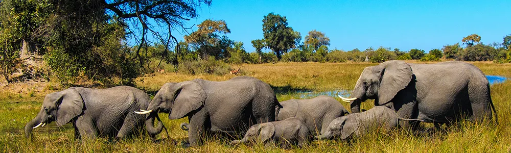 Explore-Botswana-Impressum-Spezialist-Botswana-Safari-Reisen