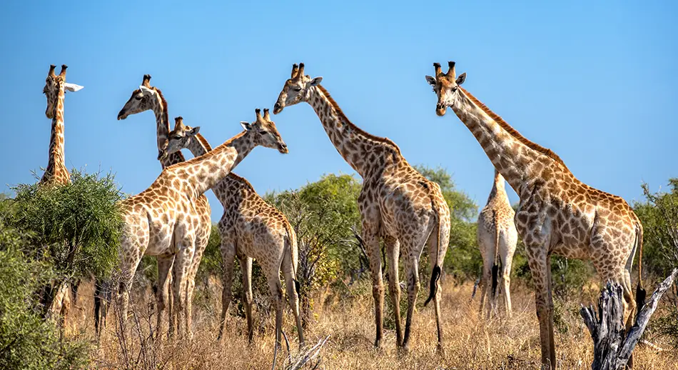 Explore-Botswana-Selbstfahr-Safari-Reisen-Botswana-Impfungen