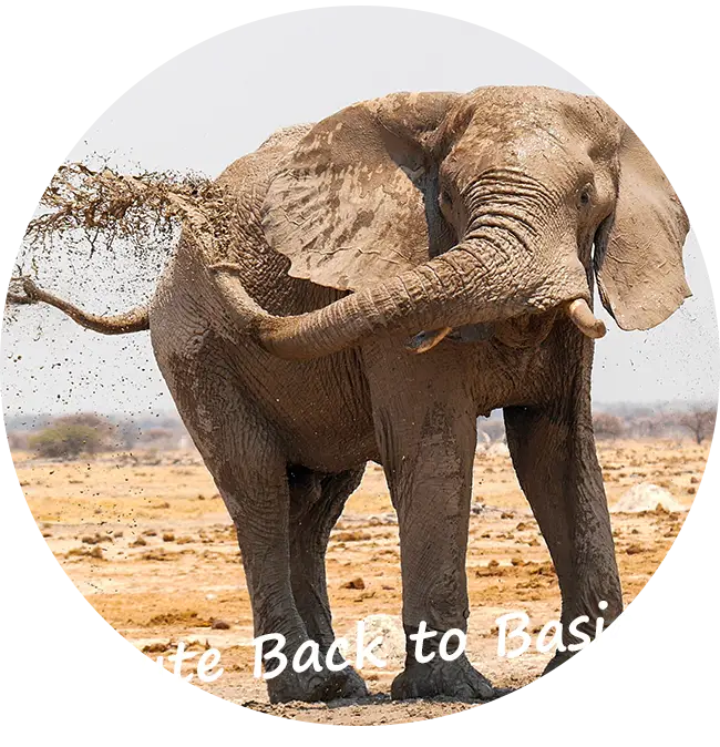 Selbstfahrer-Safari-Touren-4x4-Mietwagen-Botswana-Route-Back-to-Basics