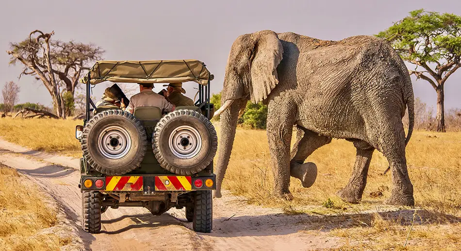 Selbstfahrer-Safari-Touren-Botswan-Buchungsanfrage